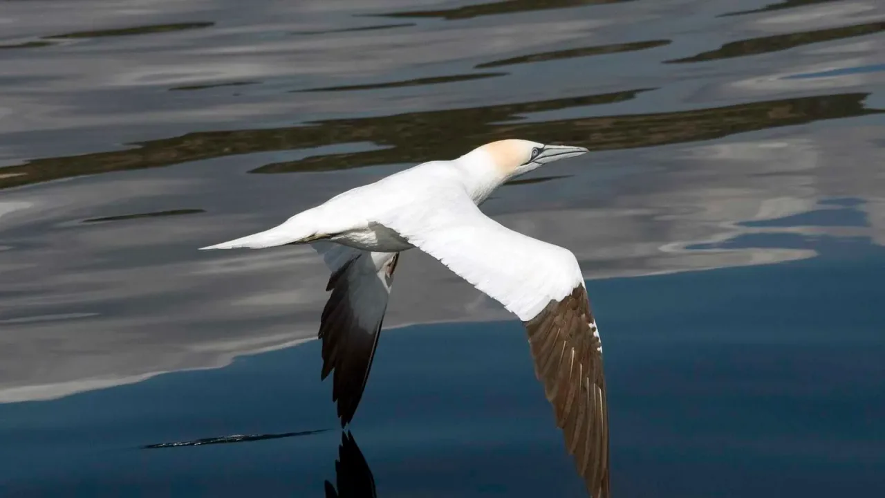 Birdwatching (osservazione degli uccelli)