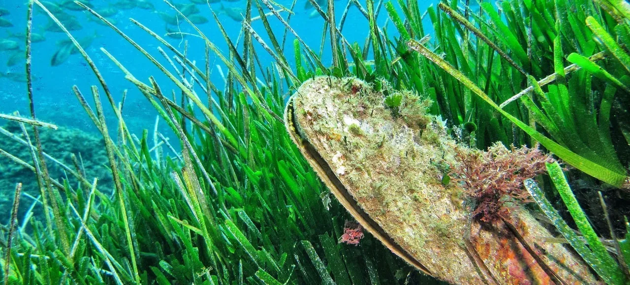 Posidonia oceanica